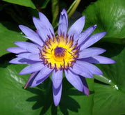 Nelumbo nucifera or Sacred Lotus - Greensouq -