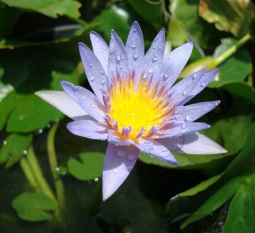 Nelumbo nucifera or Sacred Lotus - Greensouq -
