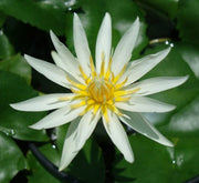 Nelumbo nucifera or Sacred Lotus - Greensouq -