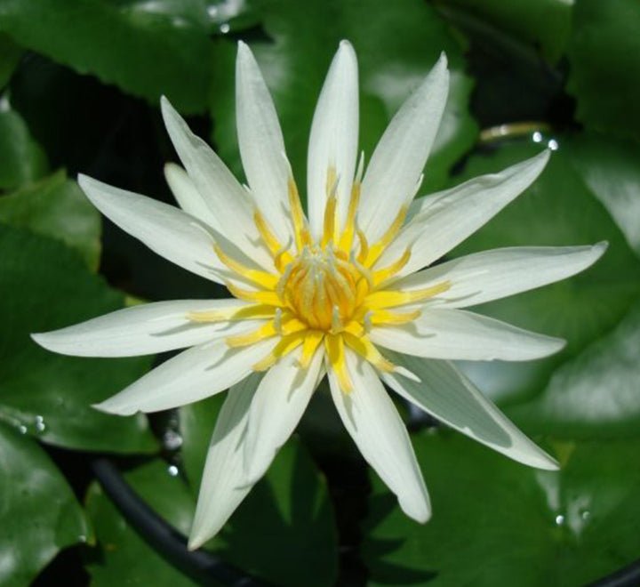 Nelumbo nucifera or Sacred Lotus - Greensouq -