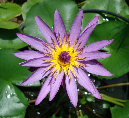 Nelumbo nucifera or Sacred Lotus - Greensouq -