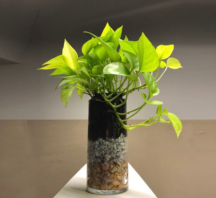 pothos 30 Neon Pothos