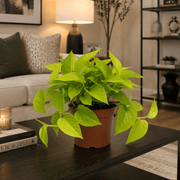 Neon Pothos (20-30 cm) | Dubai's Stylish Plant! - Greensouq -