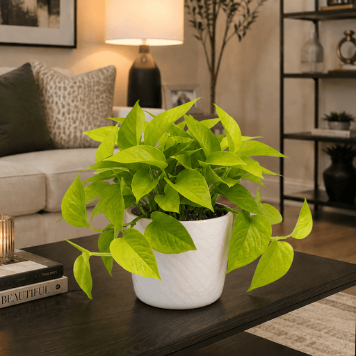 Neon Pothos (20-30 cm) | Dubai's Stylish Plant! - Greensouq -