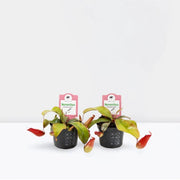 Nepenthes or Monkey Jar - Greensouq - 