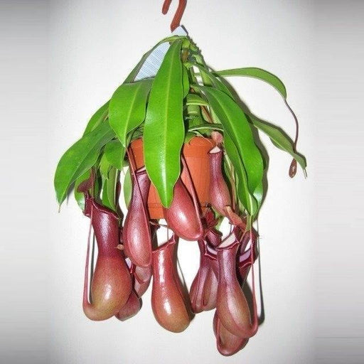 Nepenthes or Monkey Jar - Greensouq - 