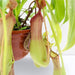 Nepenthes or Monkey Jar - Greensouq - 