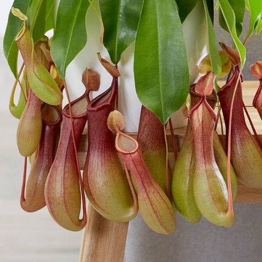Nepenthes or Monkey Jar - Greensouq - 