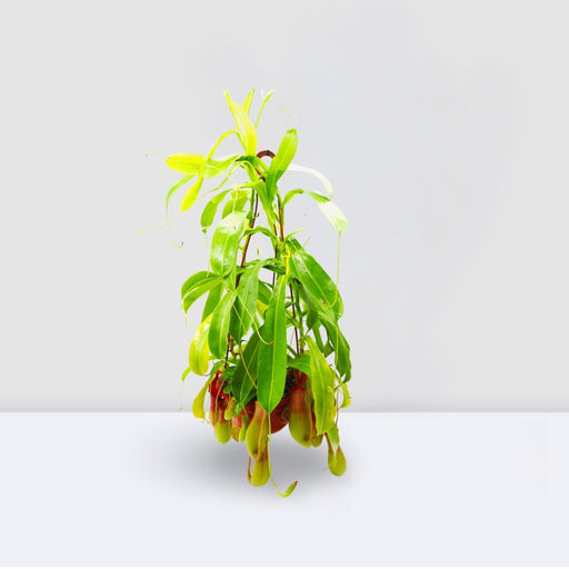 Nepenthes or Monkey Jar - Greensouq - 