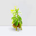 Nepenthes or Monkey Jar - Greensouq - 