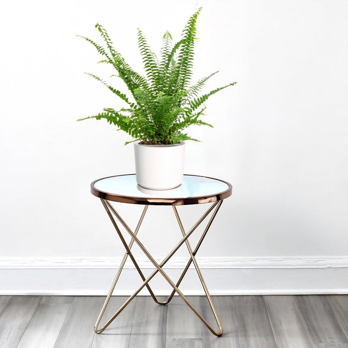 Nephrolepis exaltata "Green Lady", Boston Fern or Sword Fern - Greensouq - 