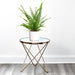 Nephrolepis exaltata "Green Lady", Boston Fern or Sword Fern - Greensouq - 