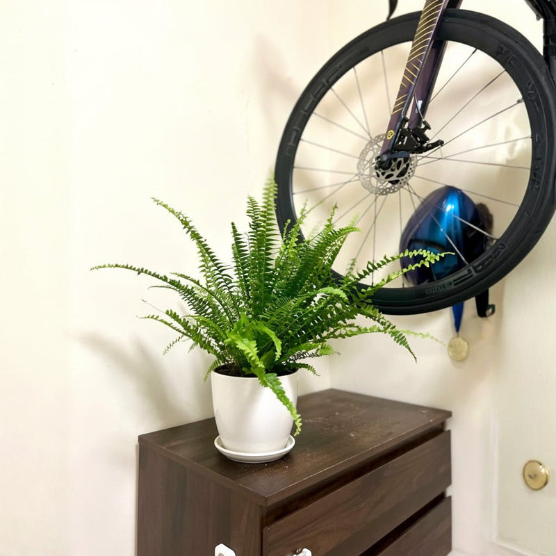 Nephrolepis exaltata "Green Lady", Boston Fern or Sword Fern - Greensouq - 
