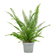 Nephrolepis exaltata "Green Lady", Boston Fern or Sword Fern - Greensouq - 