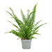 Nephrolepis exaltata "Green Lady", Boston Fern or Sword Fern - Greensouq - 