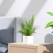Nephrolepis exaltata "Green Lady", Boston Fern or Sword Fern - Greensouq - 