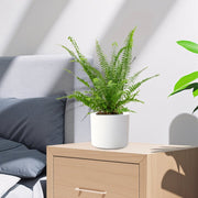 Nephrolepis exaltata "Green Lady", Boston Fern or Sword Fern - Greensouq - 