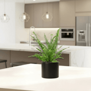 Nephrolepis exaltata "Green Lady", Boston Fern or Sword Fern - Greensouq - 