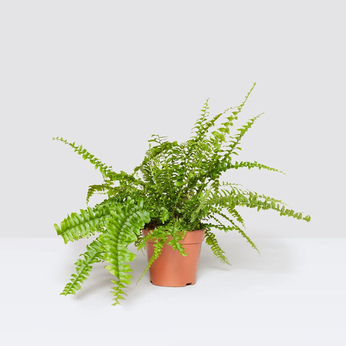 Nephrolepis exaltata "Green Lady", Boston Fern or Sword Fern - Greensouq - 
