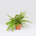 Nephrolepis exaltata "Green Lady", Boston Fern or Sword Fern - Greensouq - 