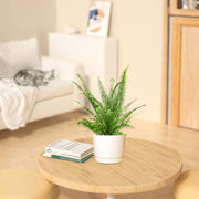 Nephrolepis exaltata "Green Lady", Boston Fern or Sword Fern - Greensouq - 