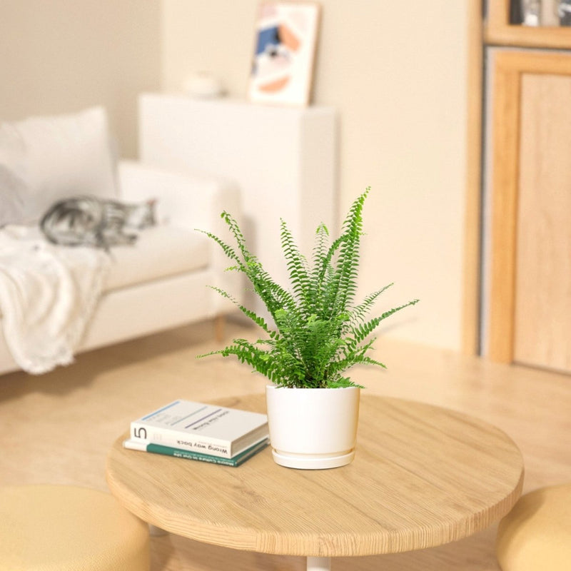 Nephrolepis exaltata "Green Lady", Boston Fern or Sword Fern - Greensouq - 