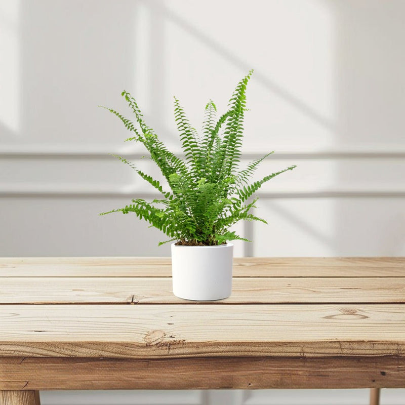 Nephrolepis exaltata "Green Lady", Boston Fern or Sword Fern - Greensouq - 