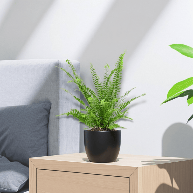 Nephrolepis exaltata "Green Lady", Boston Fern or Sword Fern - Greensouq - 