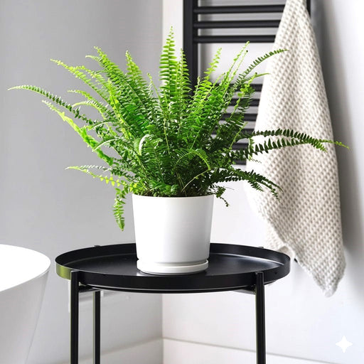 Nephrolepis exaltata "Green Lady", Boston Fern or Sword Fern - Greensouq - 