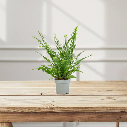 Nephrolepis exaltata "Green Lady", Boston Fern or Sword Fern - Greensouq - 