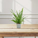Nephrolepis exaltata "Green Lady", Boston Fern or Sword Fern - Greensouq - 