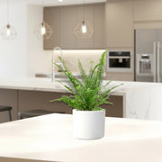 Nephrolepis exaltata "Green Lady", Boston Fern or Sword Fern - Greensouq - 