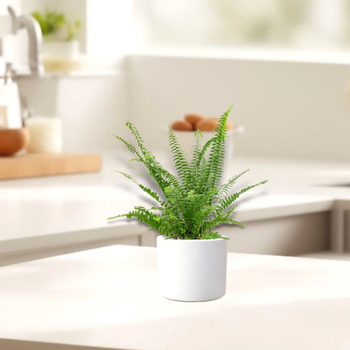 Nephrolepis exaltata "Green Lady", Boston Fern or Sword Fern - Greensouq - 