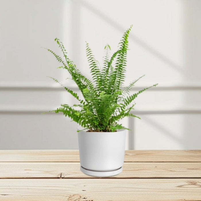 Nephrolepis exaltata "Green Lady", Boston Fern or Sword Fern - Greensouq - 