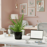 Nephrolepis exaltata "Green Lady", Boston Fern or Sword Fern in Ceramic Pot - Greensouq - 