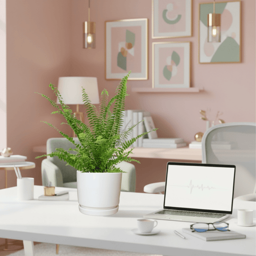 Nephrolepis exaltata "Green Lady", Boston Fern or Sword Fern in Ceramic Pot - Greensouq - 