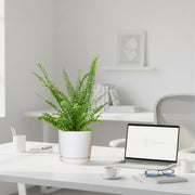 Nephrolepis exaltata "Green Lady", Boston Fern or Sword Fern in Ceramic Pot - Greensouq - 