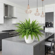 Nephrolepis Exaltata "Green Lady" Boston Fern or Sword Fern | UAE Good Greens! - Greensouq - 