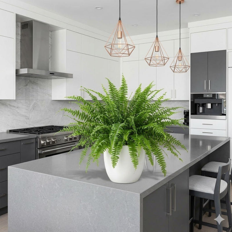 Nephrolepis Exaltata "Green Lady" Boston Fern or Sword Fern | UAE Good Greens! - Greensouq - 