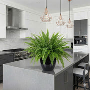 Nephrolepis Exaltata "Green Lady" Boston Fern or Sword Fern | UAE Good Greens! - Greensouq - 