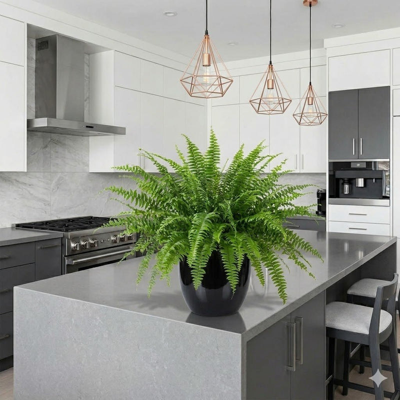 Nephrolepis Exaltata "Green Lady" Boston Fern or Sword Fern | UAE Good Greens! - Greensouq - 