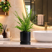 Nephrolepis Exaltata "Green Lady" Boston Fern or Sword Fern | UAE's Lush Greens! - Greensouq -