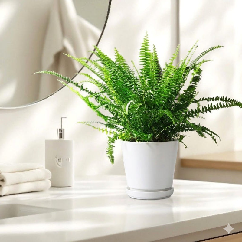 Nephrolepis Exaltata "Green Lady" Boston Fern or Sword Fern | UAE's Lush Greens! - Greensouq - 