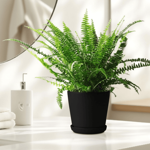 Nephrolepis Exaltata "Green Lady" Boston Fern or Sword Fern | UAE's Lush Greens! - Greensouq - 