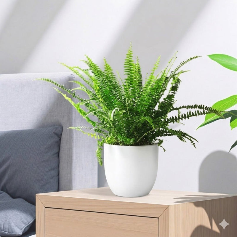 Nephrolepis exaltata "Green Lady", Boston Fern or Sword Fern | UAE's Lush Houseplant! - Greensouq - 