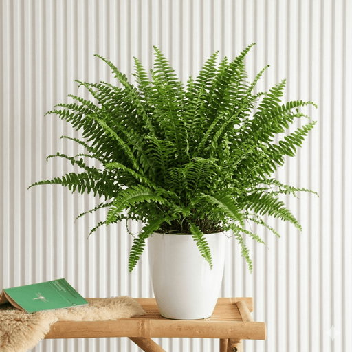 Nephrolepis Exaltata "Green Lady" | Dubai's Best Houseplant! - Greensouq - 