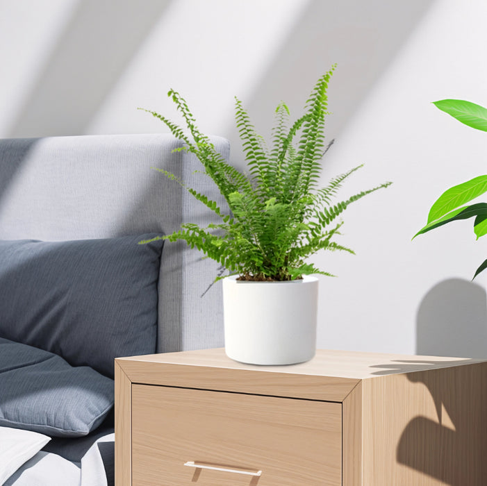 Nephrolepis exaltata "Green Lady", Boston Fern or Sword Fern