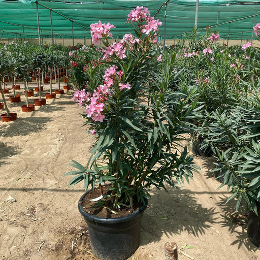 nerum oleander pink 30L