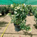 nerum oleander white 30l