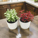 Nerve Plant Fittonia, or Mosaic Plant 5 - 10cm Spread - Greensouq - 